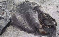 9-meter-long unknown body found on the coast of New Zealand