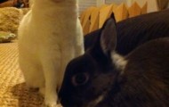 Cute bunnies yawning