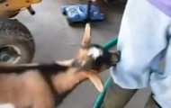It looks like a goat, clucking like a chicken, and behaving like a dog!