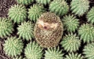 Best camouflages of animals