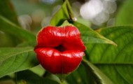 Exotic flower with hot lips