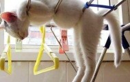 Photos of cats doing weird things