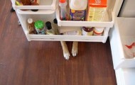 Dogs playing hide and seek