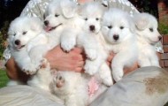 Proof that samoyeds are irresistible dogs