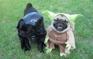 Cute pets in funny costumes