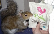 Squirrel draws pictures