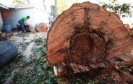 The invasion of termites in New Orleans