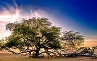 Unique Trees