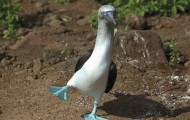Amazing pictures of birds