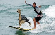 Unusual Animals in the field of vehicle control