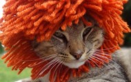 Cute hats for cats