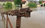 Saving animals, Floods in Europe