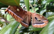 Transformation of a caterpillar into butterfly