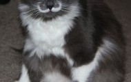 A real moustache of a charming Cat