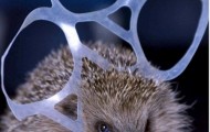 Funny pictures of animals unfortunately get stuck