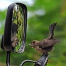 The battle with the reflection in the mirror