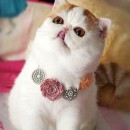 Cat Snoopy, a new Japanese Internet Star