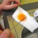 Chicken has broken: lays eggs without shell