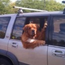 Funny things on the roads