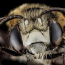 Stunning macro photography bee presented Geosluzhboy U.S.