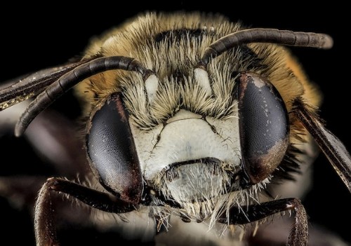 macro bee