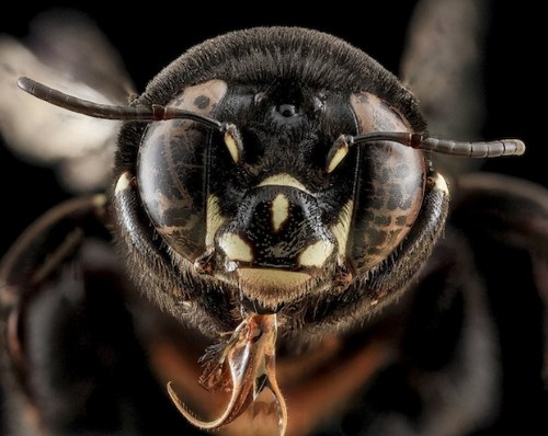 macro bee
