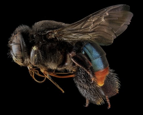 macro bee