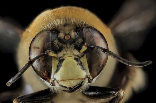 macro bee