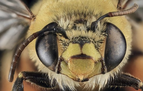macro bee