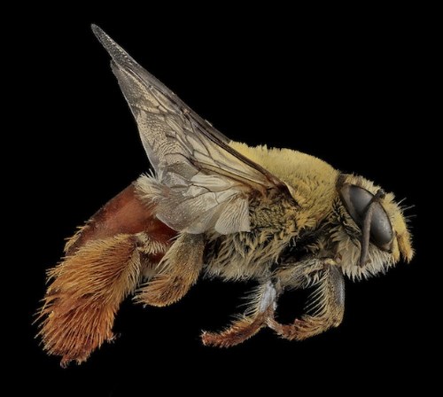 macro bee