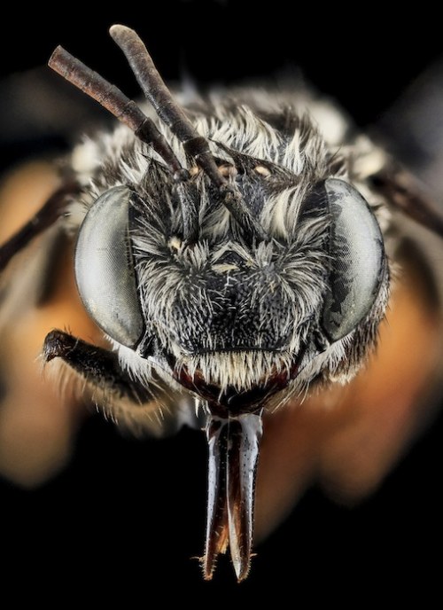 macro bee