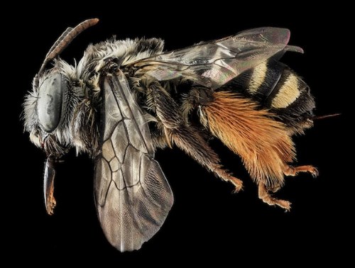 macro bee