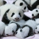 In China, came to light once 14 panda cubs!