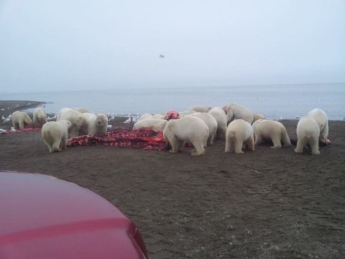 person polar bears