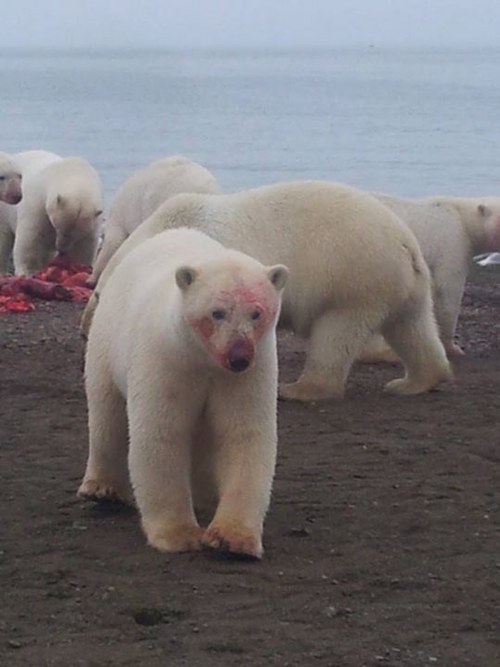 person polar bears