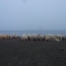 What happens if a person hits a 12 polar bears?