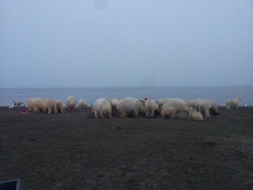 person polar bears