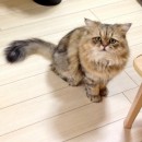 The saddest cat in the world