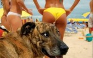 Funny photos with animals