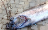 The island of Santa Catalina found a big fish