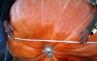 The biggest pumpkin in the world weighs 900 pounds!