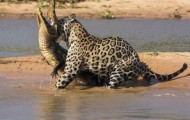 Jaguar decided to bite caiman
