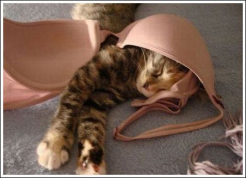 cats playing with bras