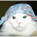Funny cats playing with bras