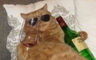In Japan, released a fine wine cat