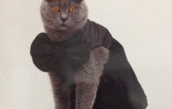 The Japanese launched a fashion collection for cats