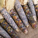 Colorful corn