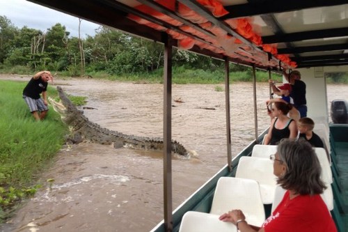 huge crocodile