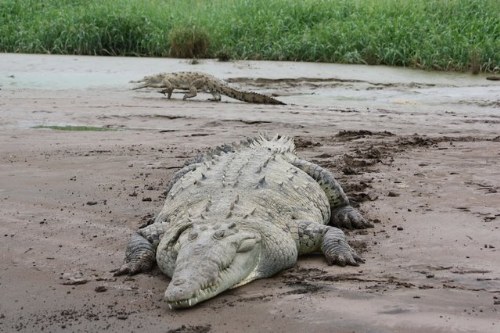 huge crocodile