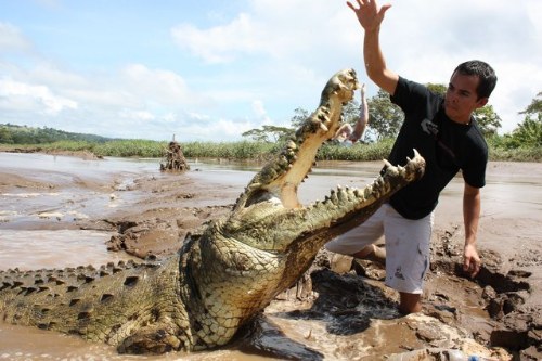 huge crocodile